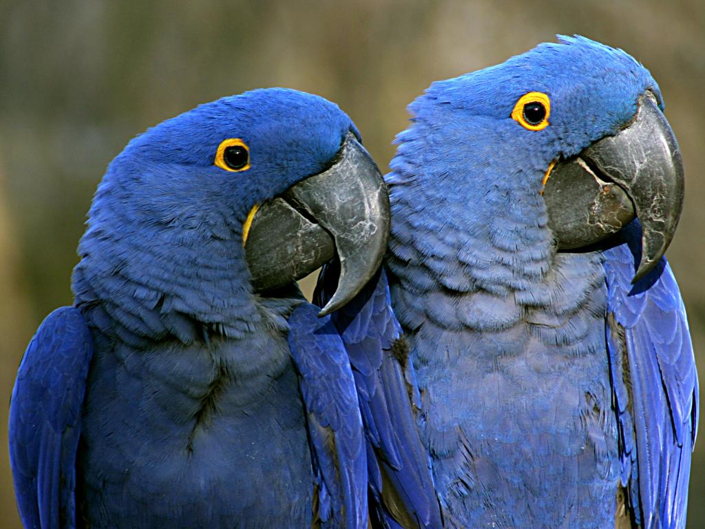 A pair of Purple Macaws at the Nashville Zoo