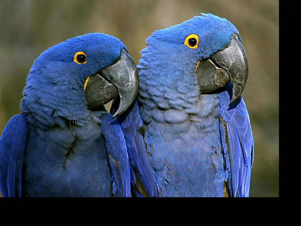 A pair of Purple Macaws at the Nashville Zoo