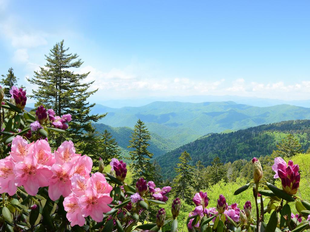 Pink azaleas bloom in the foregound with view of green hills, meadows and sky of the Blue Ridge Parkway in the background