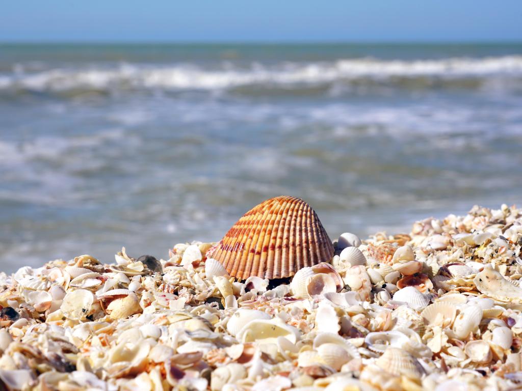 A cockle shell on top of shells on the beach by the sea in Sanibel, Florida