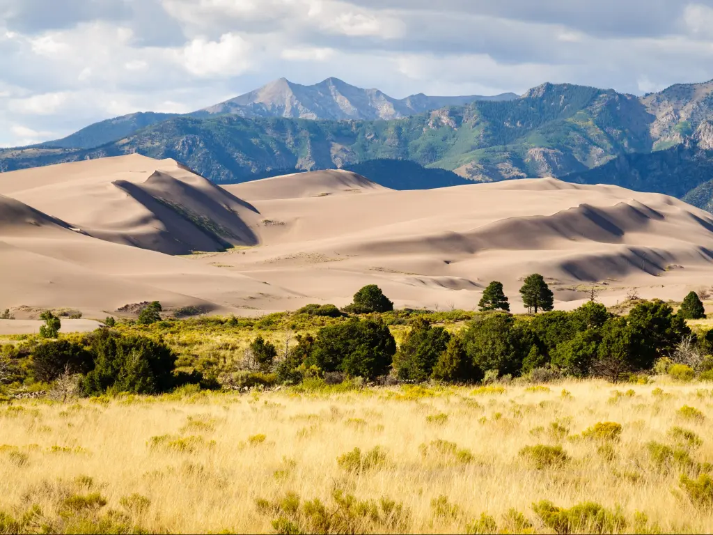 Great Sand Dunes National Park, USA with green grasses and pine trees in the foreground, sand dunes before mountains in the distance. 