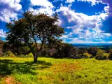Rolling hills and trees of the Texas hill country on a sunny day