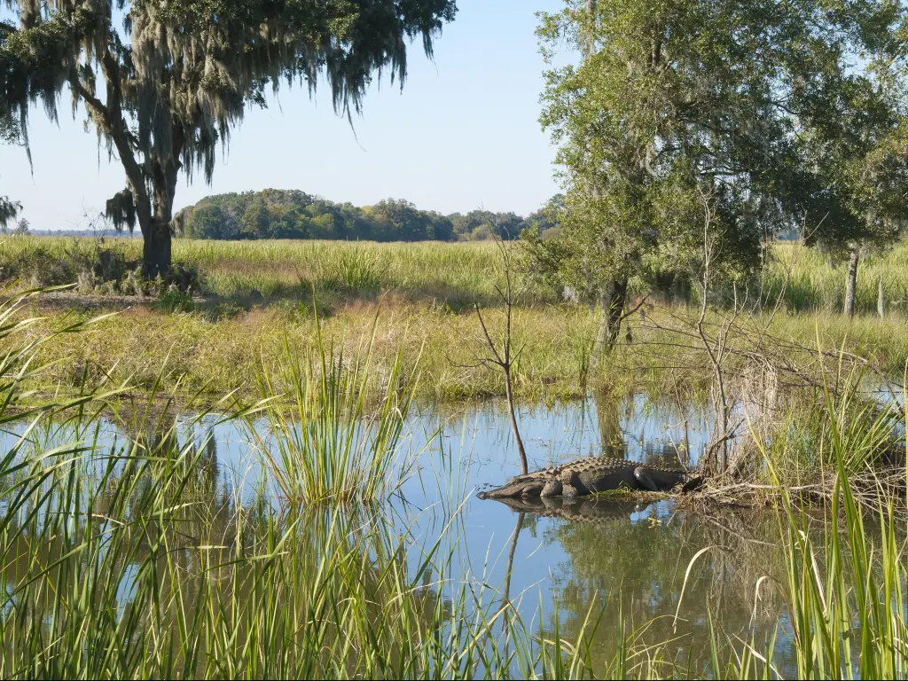 Savannah National Wildlife Refuge, South Carolina, USA with grass and a lake in the foreground with a sleeping alligator and grass and trees in the distance, taken on a sunny day.