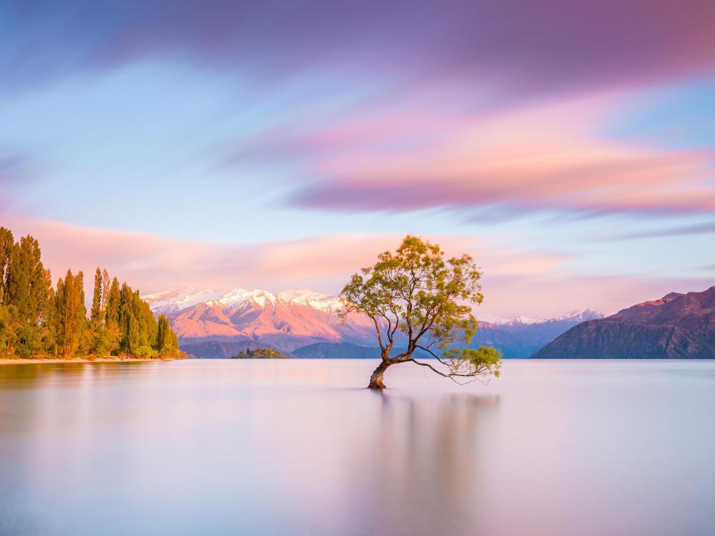 Wanaka Tree at sunrise, in clear waters and a colorful sky