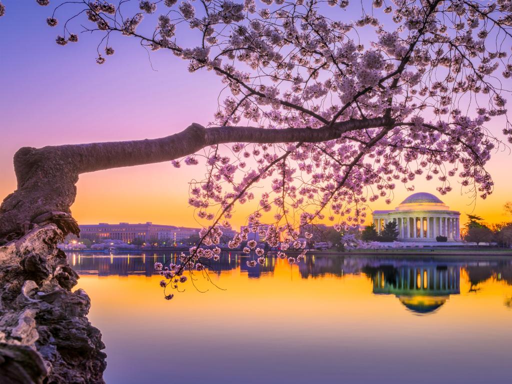 Washington DC, USA at the Jefferson Memorial during spring with a Cherry blossom tree in the foreground and taken at sunset with the buildings reflecting in the pond.