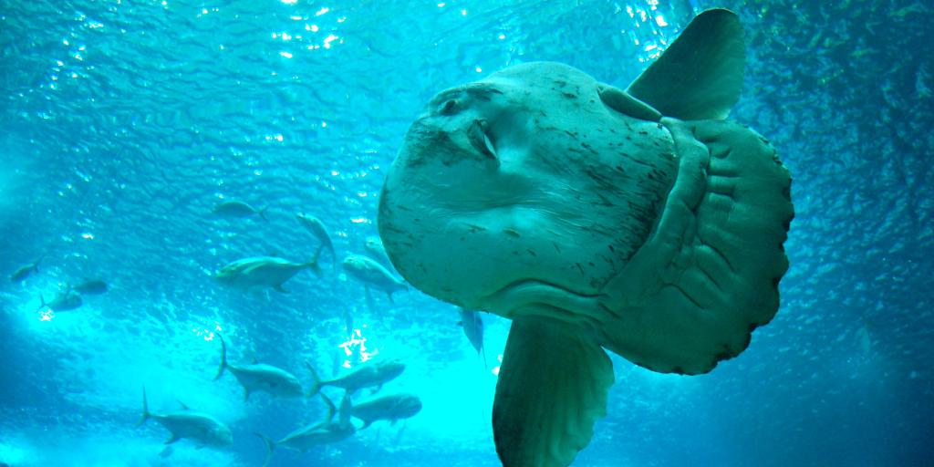 Large fish swimming through bright blue water