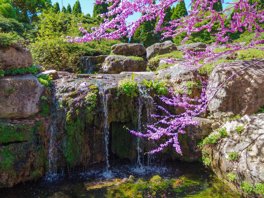 Mossy rock and small waterfalls with a pink blossom branch in the foreground 