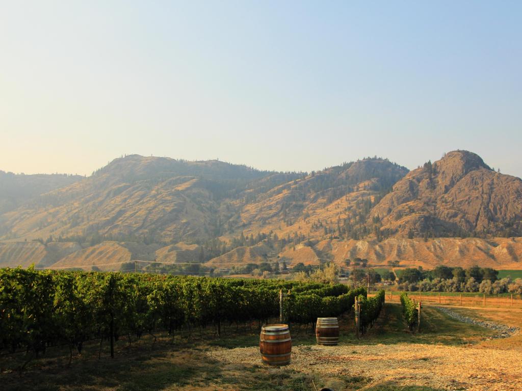 Monte Creek Ranch winery in Kamloops - the view on the vineyard, wooden barrels and the mountains with the hay field in summer