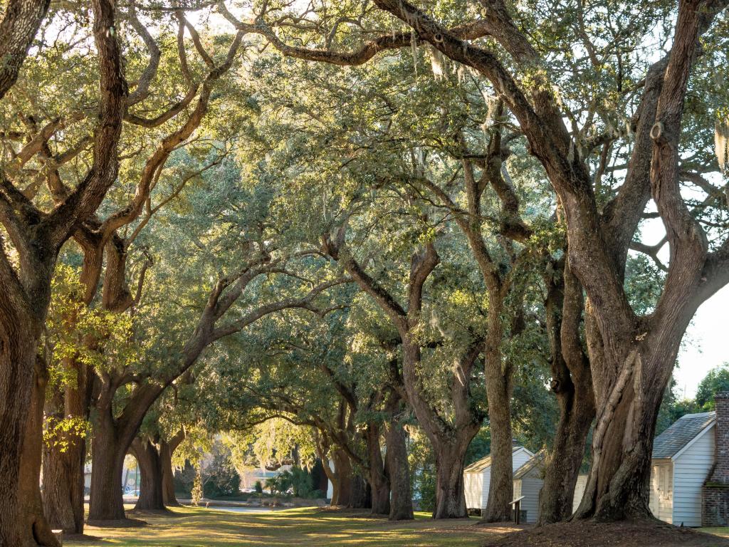 Canopy of trees lining a path in the grass in historic plantation