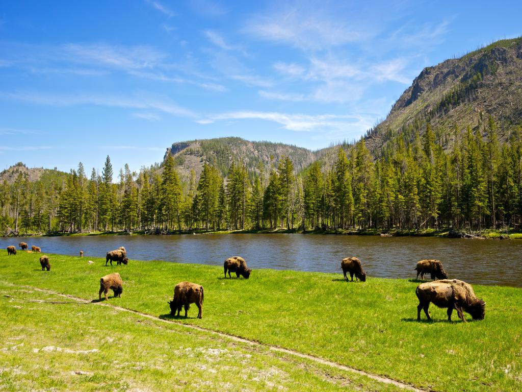 Yellowstone National Park, Wyoming, USA with a view of a small herd of Yellowstone National Park buffalo graze alongside a western river with trees and mountains in the distance. 