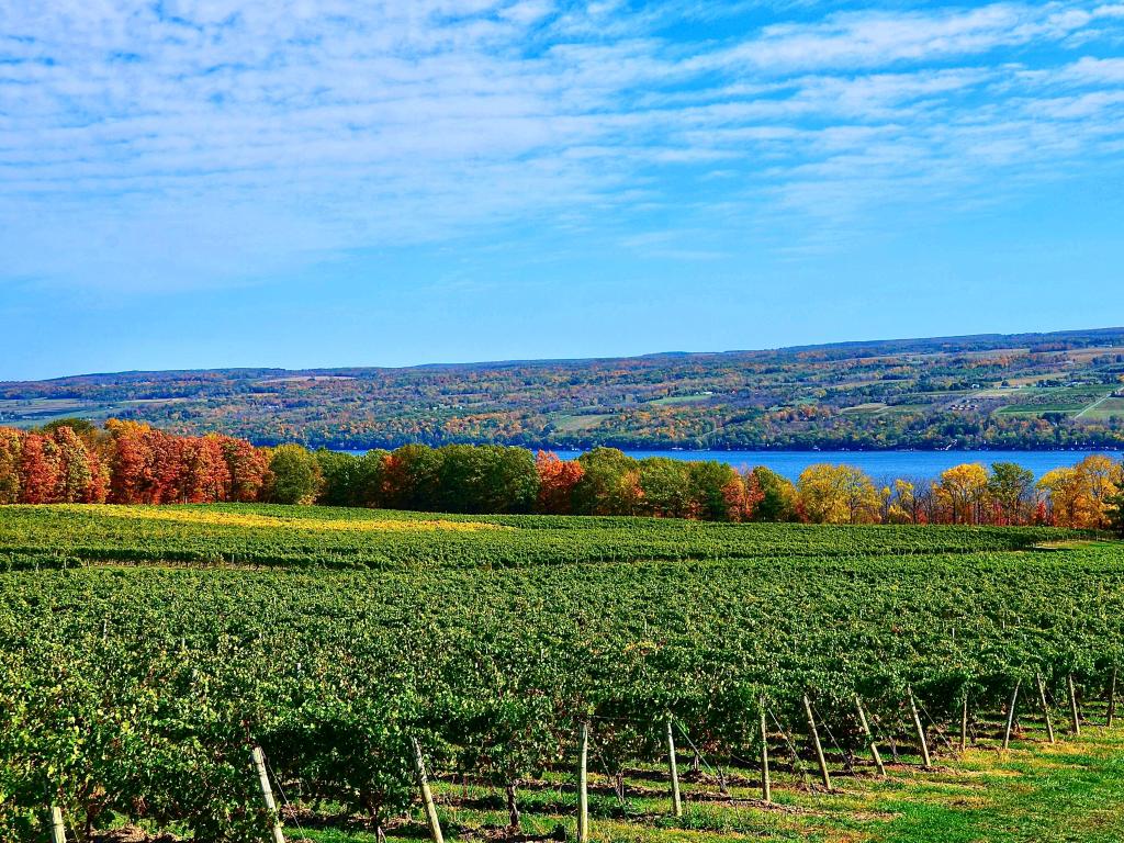Landscape with green grape vineyard, fall colors starting to show on the hills, and Seneca Lake, Finger Lakes Wine Country, New York.