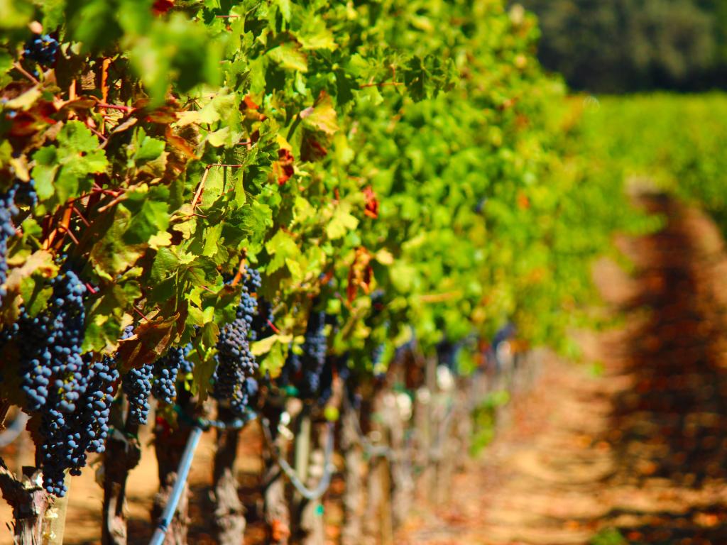 Red grapes on vines in a vineyard on a sunny day