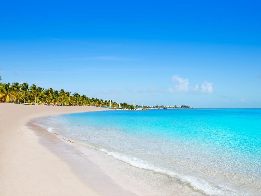 Key west florida Smathers beach palm trees in USA