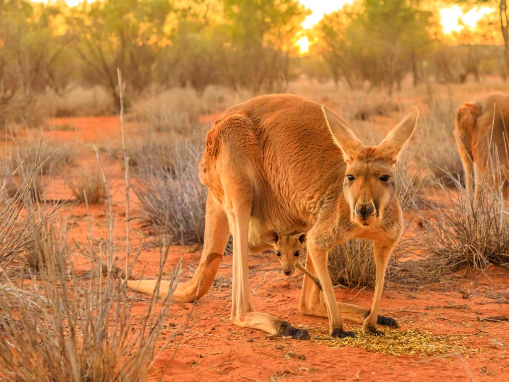 Kangaroo with joey in its pouch, looking straight at the camera