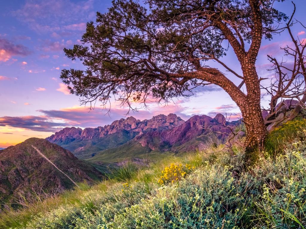 Las Cruces, New Mexico, USA with a large tree in the foreground and wildflowers surrounding it, hills and mountains in the distance after sunset.
