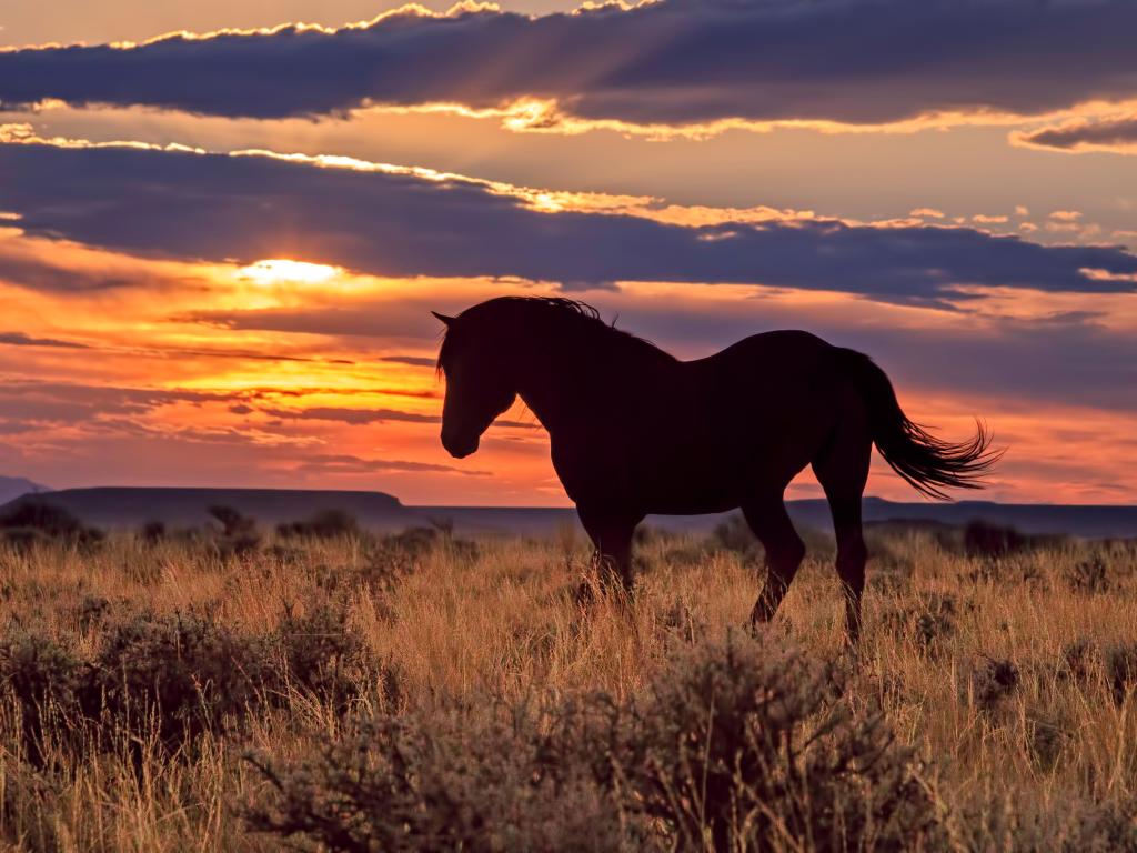 Mustang at Sunset in Wyoming