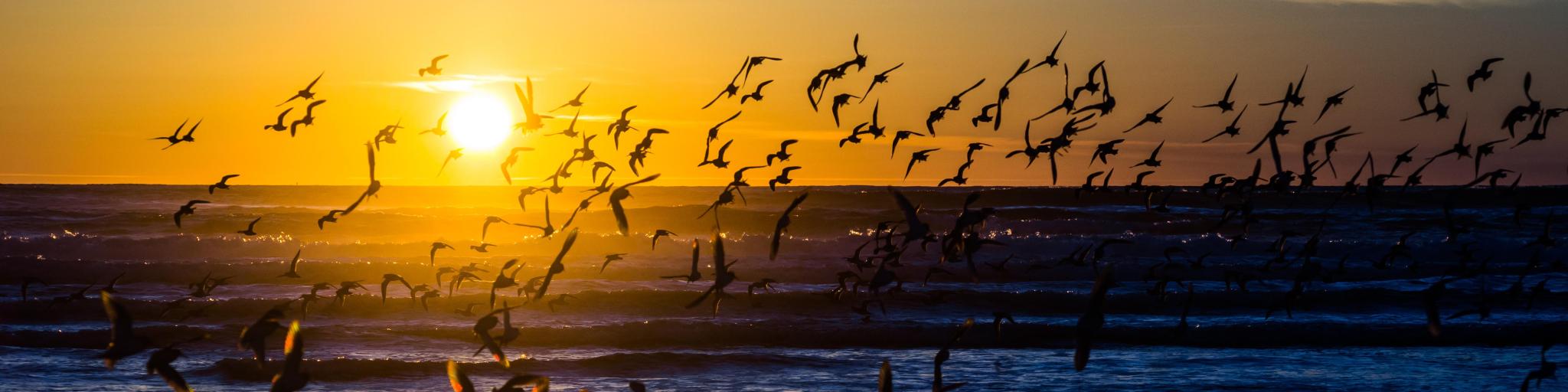 Flock of Sanderling water birds flying at sunset on the beach of Westport