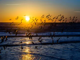 Flock of Sanderling water birds flying at sunset on the beach of Westport