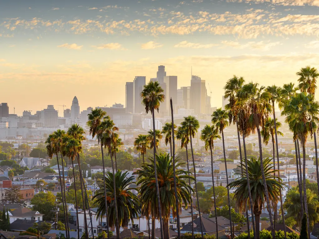 Los Angeles, California, USA with a view of the cityscape at downtown LA at sunset with palm trees in the foreground.