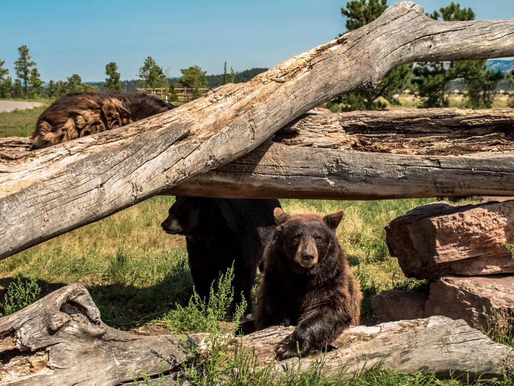 Three North American Black Bear, One Climbing on the fallen trees, and the other two are nesting beneath it with green and golden brown grass around them in Bear Country Park, Rapid City in summer.
