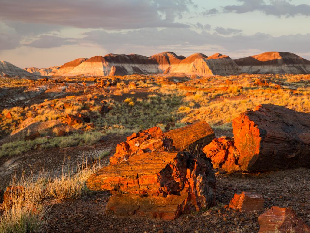Petrified Forest National Park, USA with petrified wood at Sunset at Long Log Trail, hills in the background and taken at sunset.