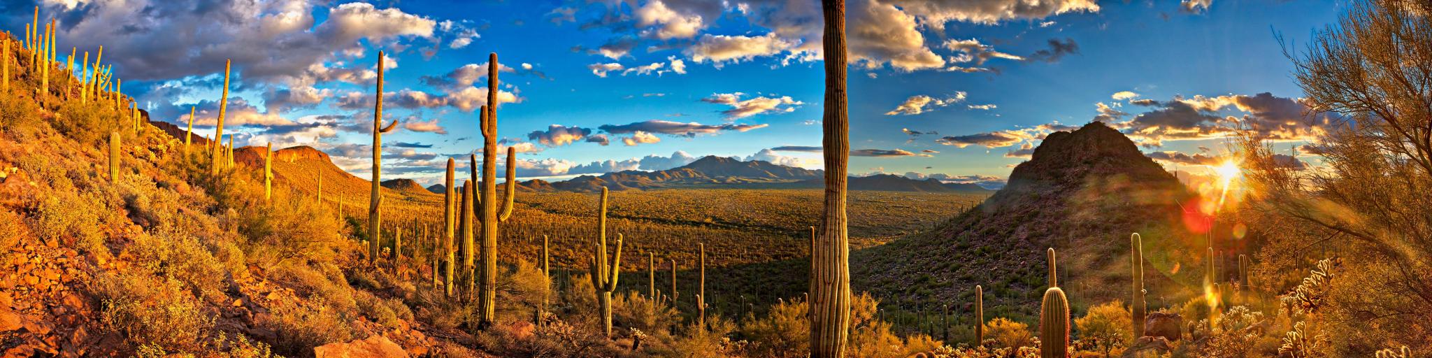 Panorama of Saguaro National Park, with cacti in the foreground and a setting sun behind