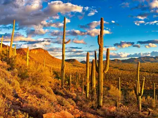 Panorama of Saguaro National Park, with cacti in the foreground and a setting sun behind