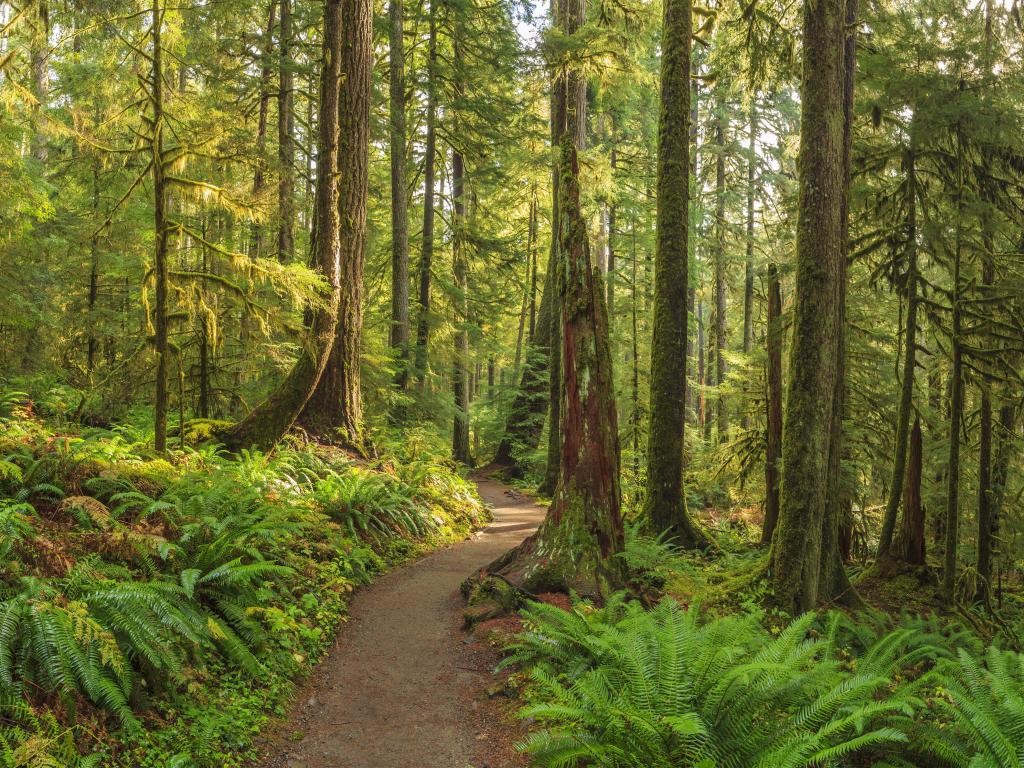 Sol Duc, Olympic National Park, USA with a path leading through tall trees and ferns.