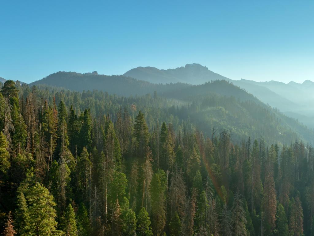 A panoramic view of Sequoia National Forest, California, USA with trees and mountains in the distance against a blue sky.