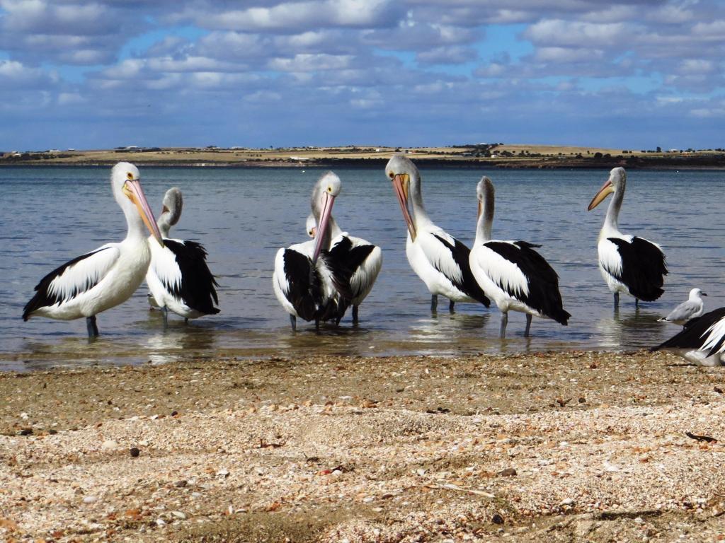 Group of Australian Pelicans enjoying a sunny day with some clouds on the coast