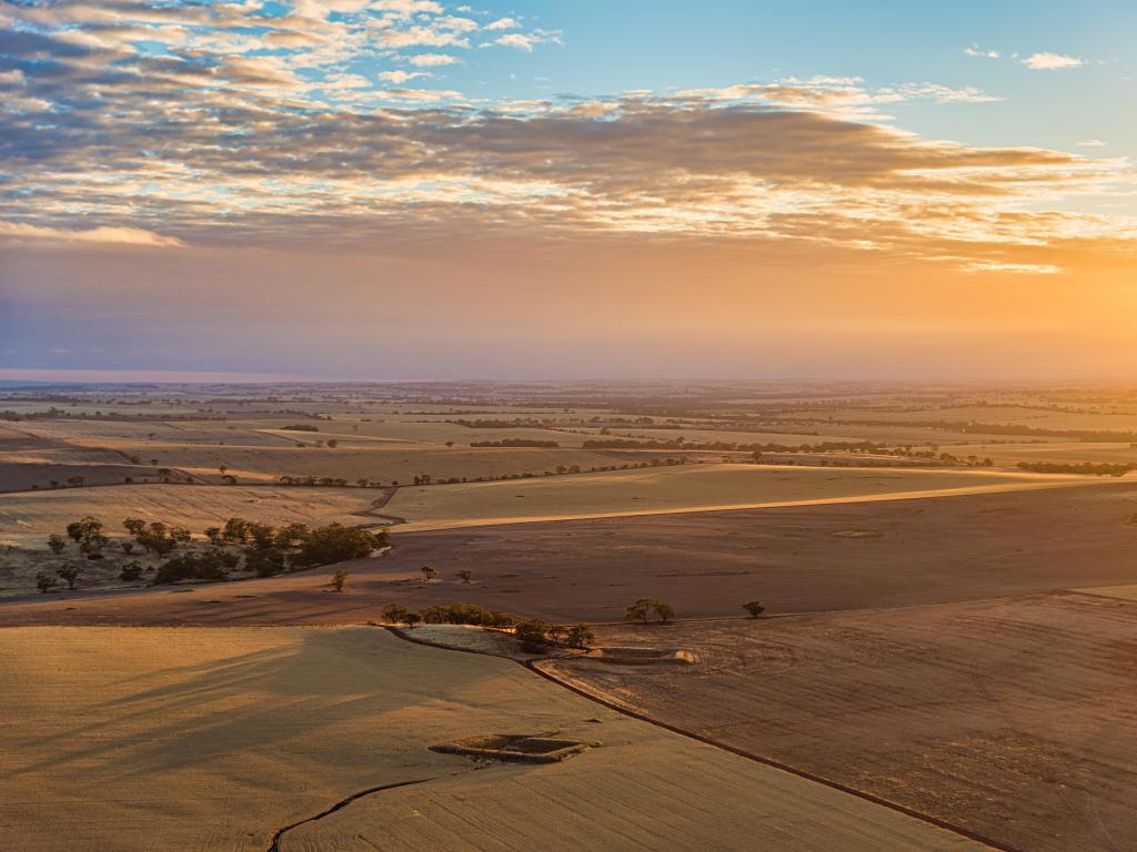 Aerial view of wheat fields in Western Australia, which are lit up golden green in the bright light