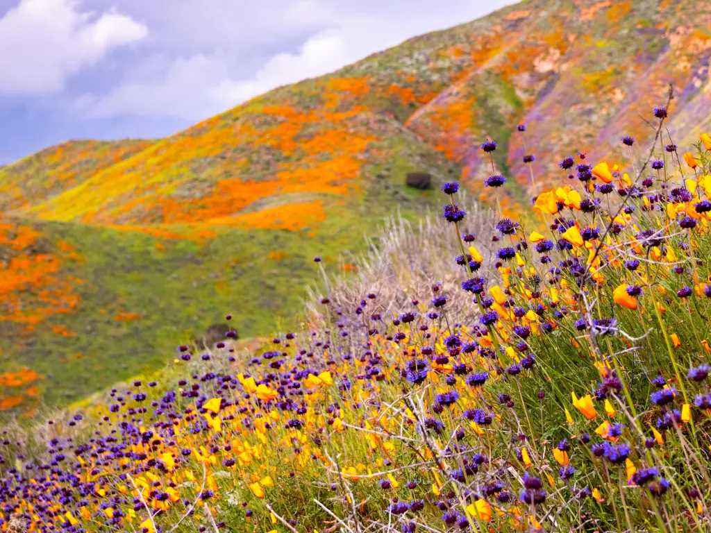 Orange California poppies with purple wildflowers on hills near Lake Elsinore
