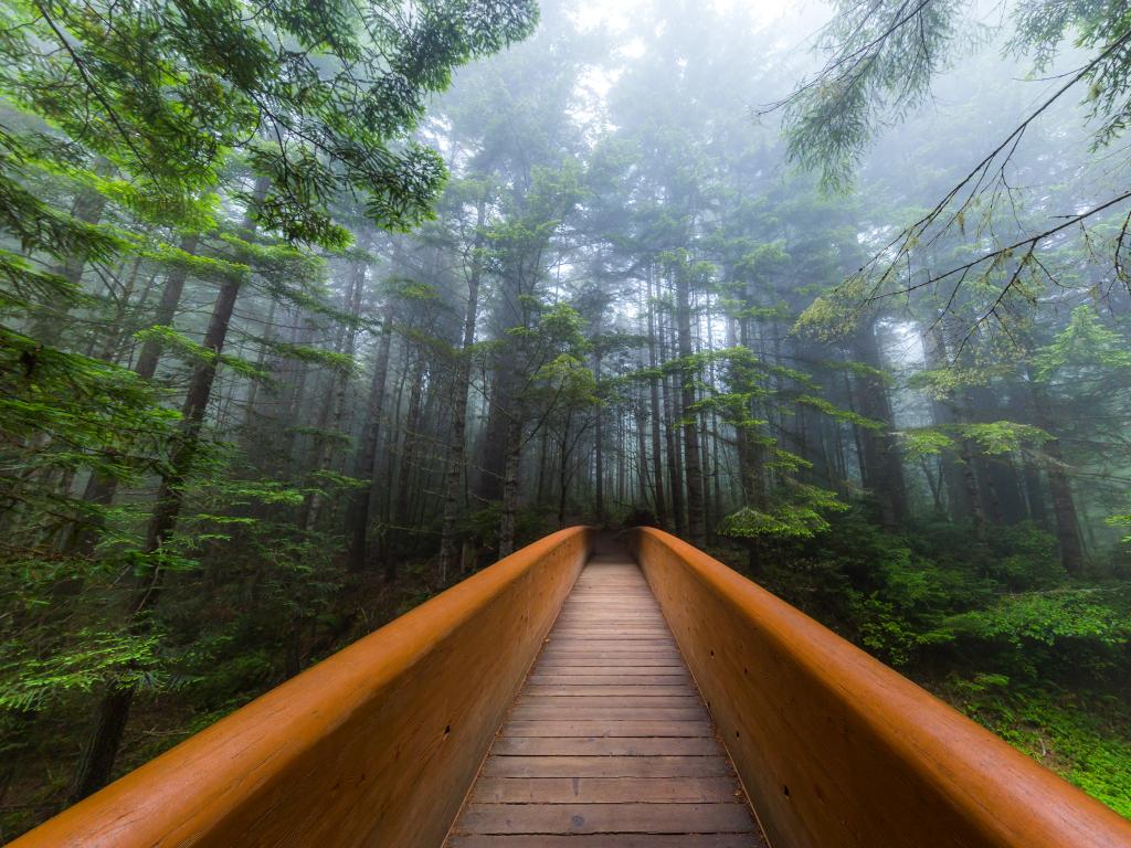 A wooden bridge at the Lady Bird Johnson Grove Trail in Redwoods National Park during a foggy morning.