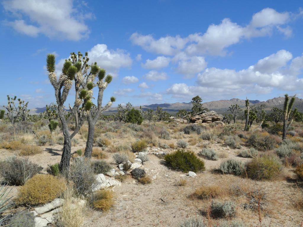 Desert landscape with Joshua Trees and rocks