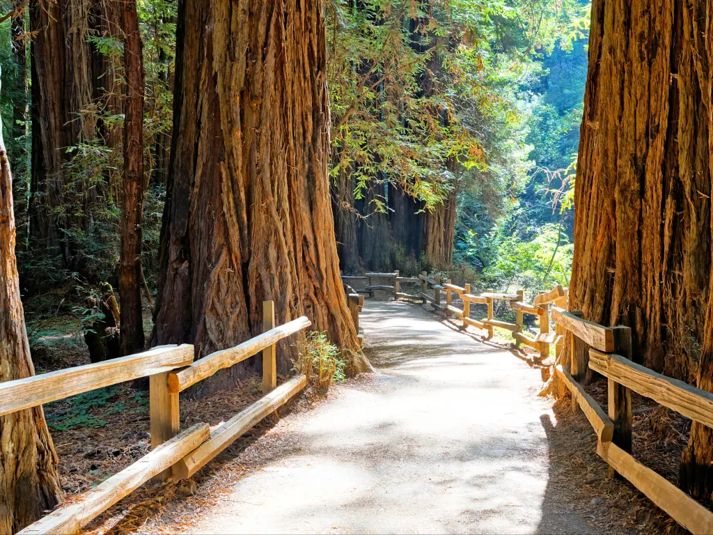 Redwood forest with wooden path at Muir Woods National Monument, California, USA
