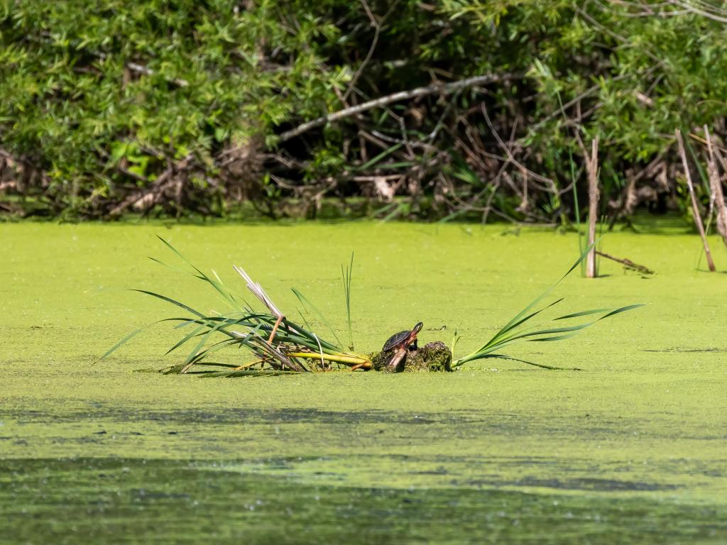 Turtle Lake, Wisconsin, USA with a turtle basking in the sun on small lake surrounded by green.