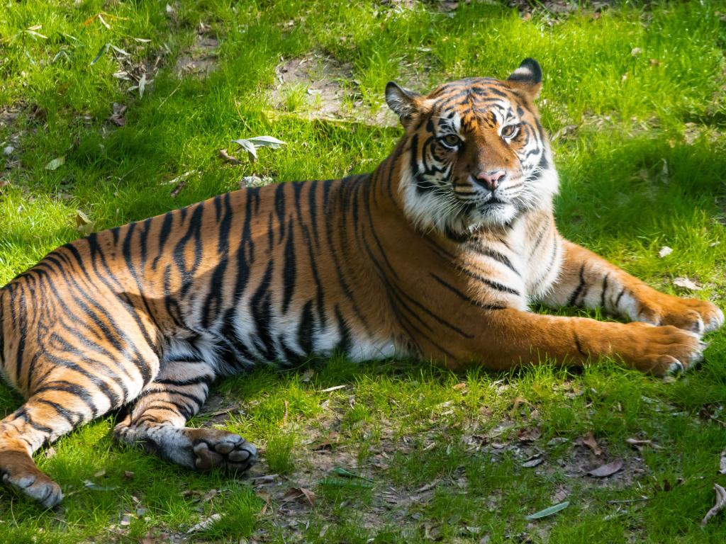 Tiger resting on grass at the zoo