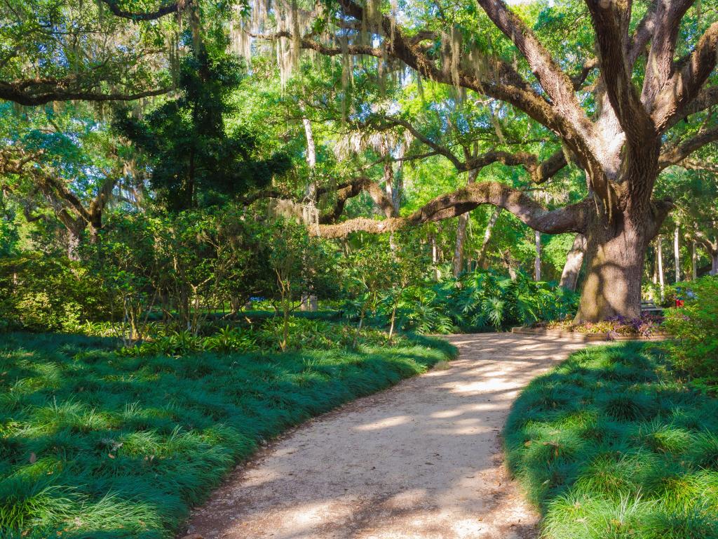 Washington Oaks Gardens State Park, Florida, USA with a path leading to a beautiful old tree, surrounded by grass and plants on a sunny day.