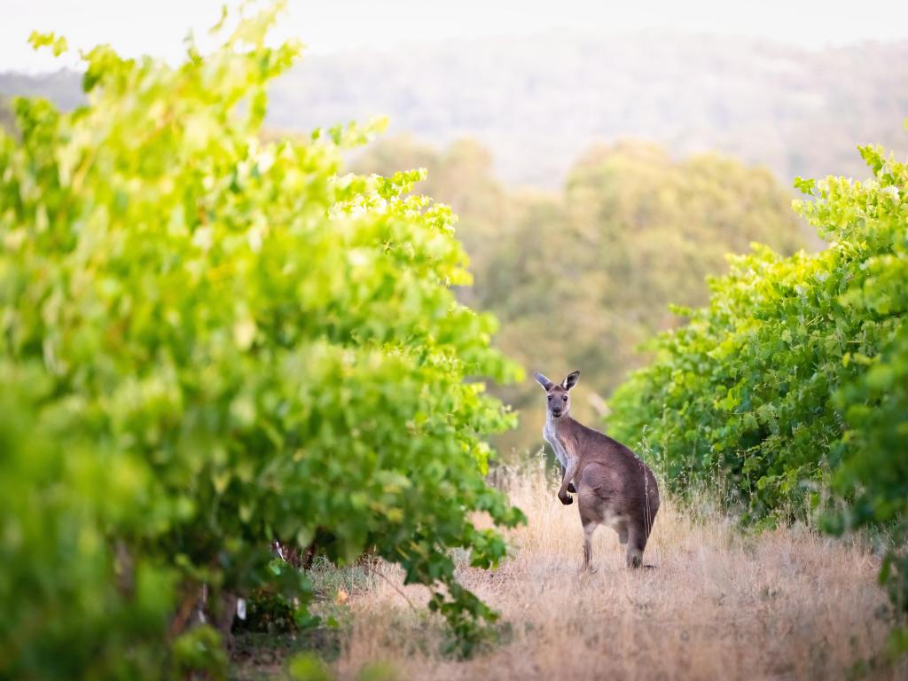 Australian kangaroo in a vineyard