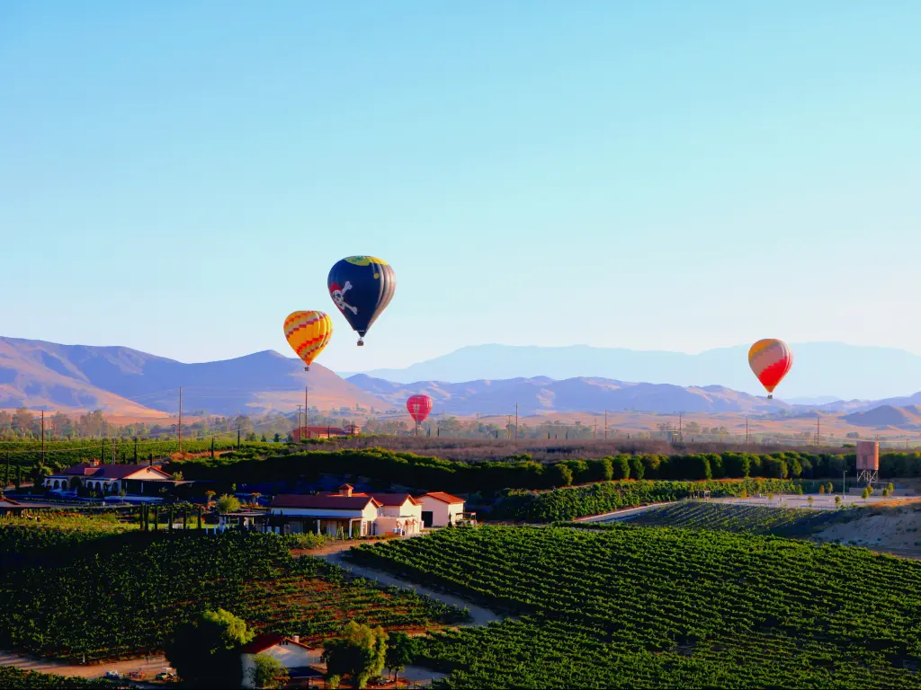 Hot air balloons rising above a vineyard in Temecula on a sunny day with a silhouette of mountains in the background.