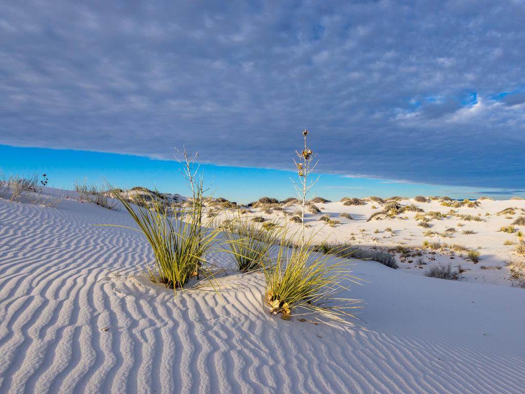 White Sands National Park, New Mexico, USA taken at sunset with plants in the foreground surrounded by white sand, with clouds above and sand dunes in the distance.
