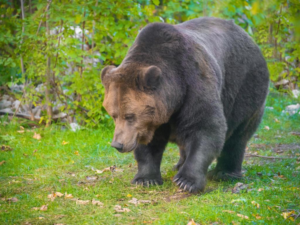 National Park of Abruzzo, Lazio and Molise (Italy) - The autumn with foliage in the italian mountain natural reserve, with little towns, wild animals, Barrea Lake.