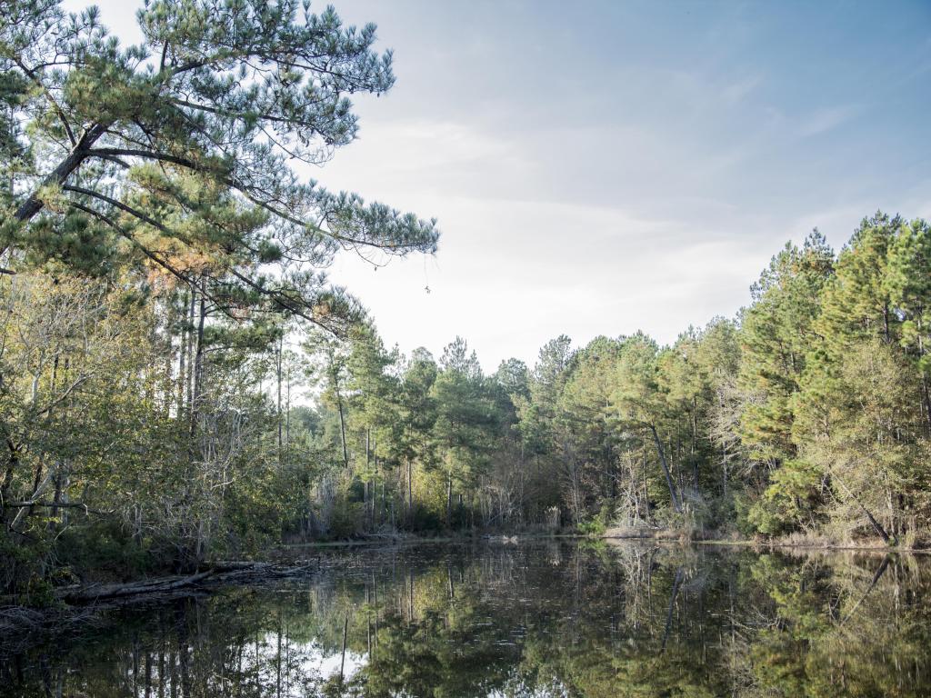 Trees and foliage of De Soto National Park