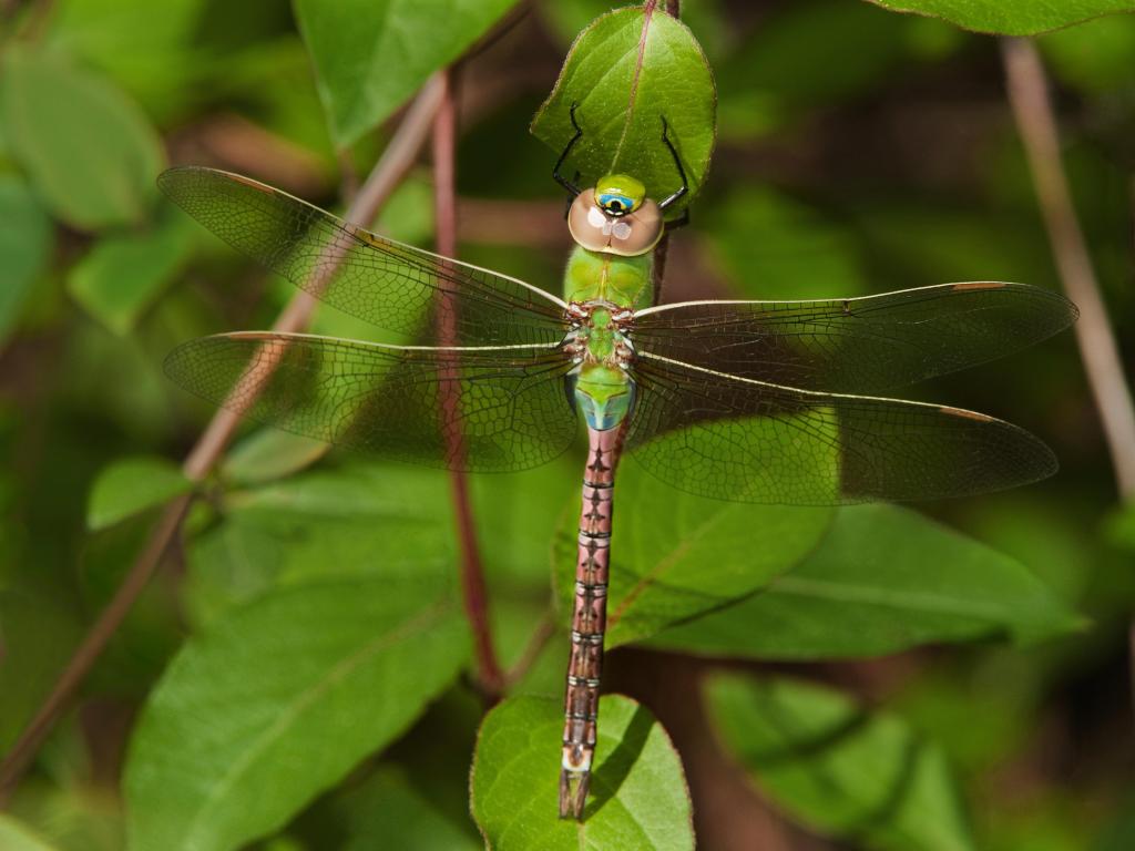 USA, Texas, Sam Houston National Forest. Female common green darner on leaf.