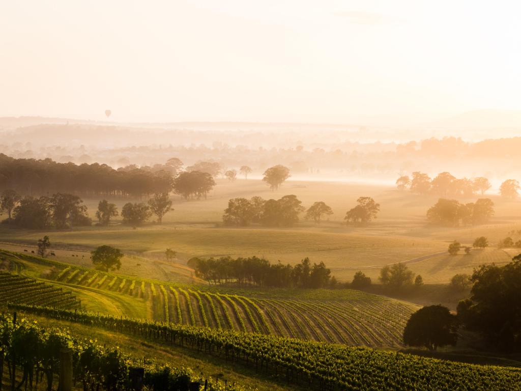 Hunter Valley, Australia at sunrise overlooking the vineyards below with trees in the distance. 