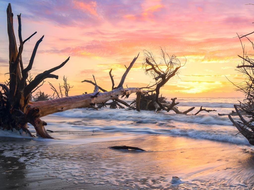 Edisto Island, South Carolina, USA with a dead tree on Boneyard Beach at sunrise.