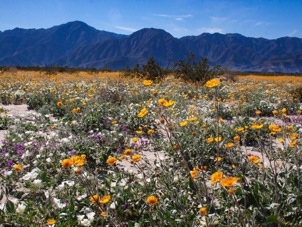 Wildflowers in the desert park with mountains in the background
