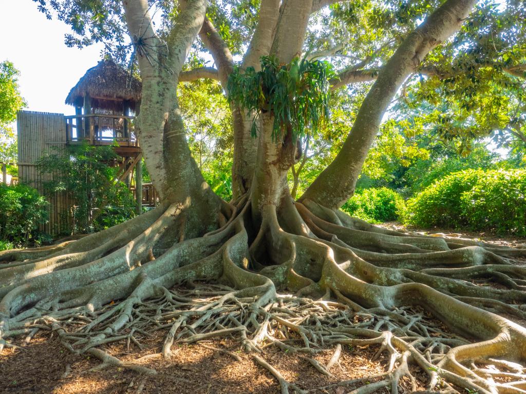 Marie Selby Botanical Gardens is a 15-acre (6.1 ha) botanical garden located at 900 South Palm Avenue in Sarasota, Florida.