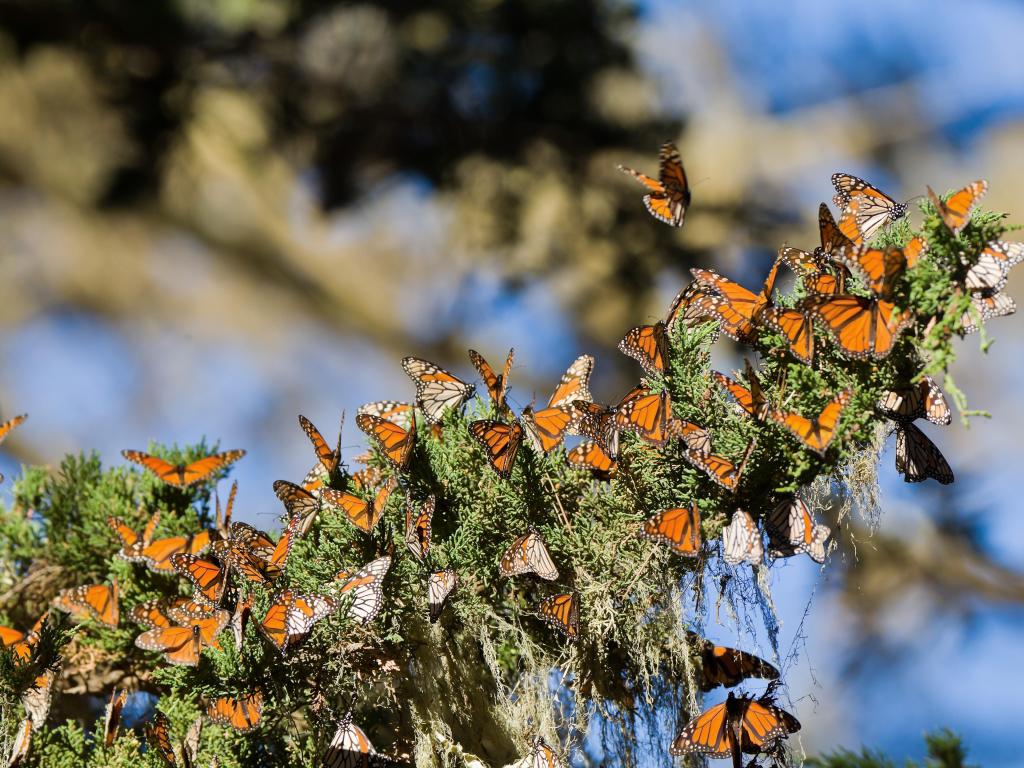Monarch Butterflies clustering together on a pine tree, closeup image