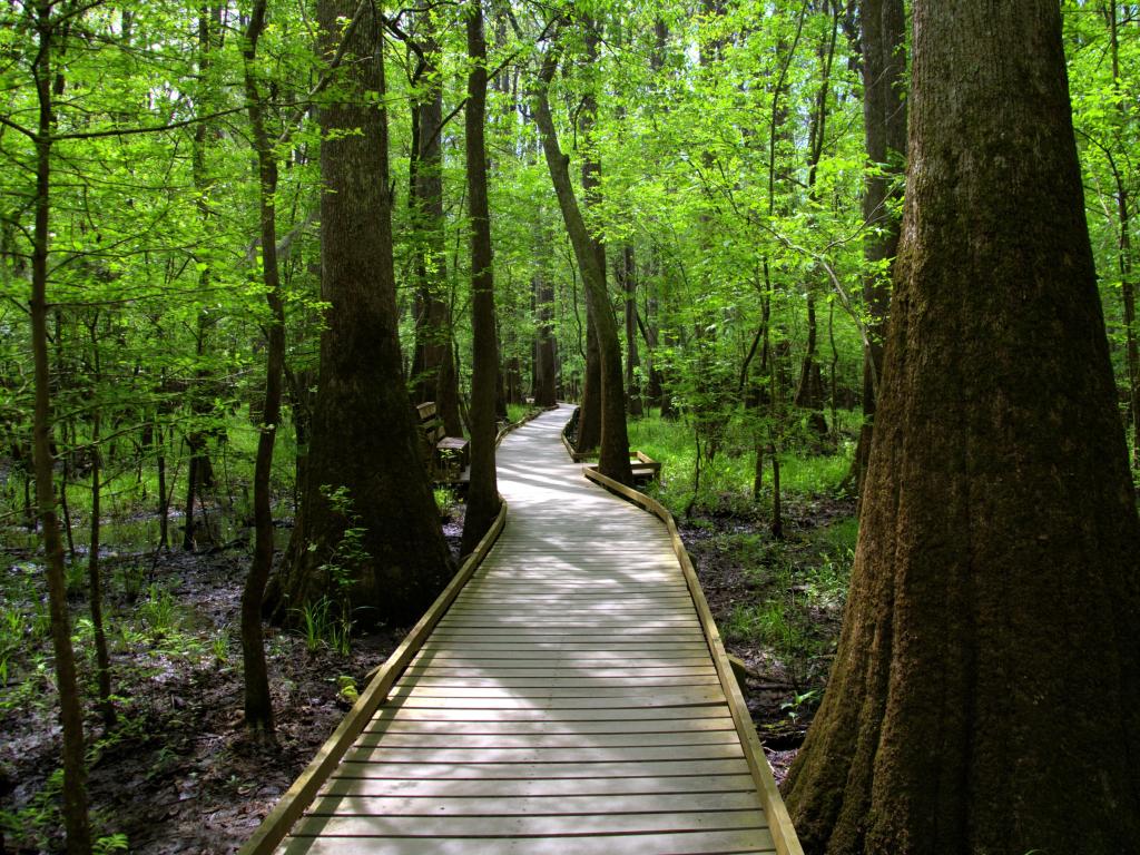 Boardwalk in Congaree National Park, surrounded by densely populated bald cypress trees